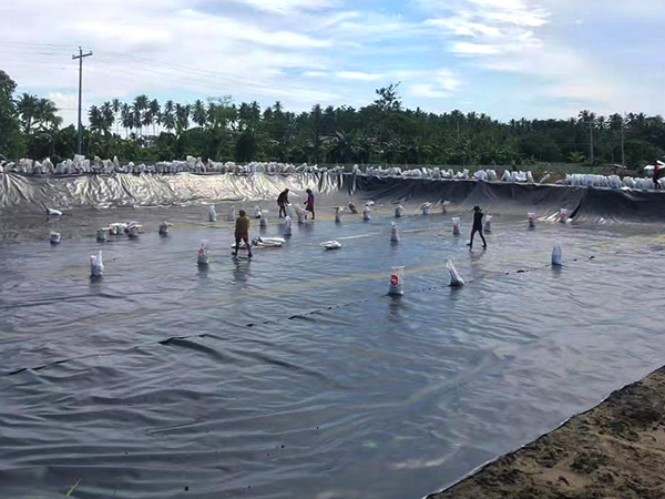 冬季該如何進行養(yǎng)殖防滲膜的鋪設？