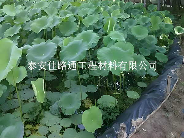 魚蝦養(yǎng)殖防滲膜坡面怎么處理？這些方法保穩(wěn)固防滲漏